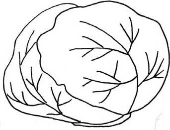 白菜简笔画