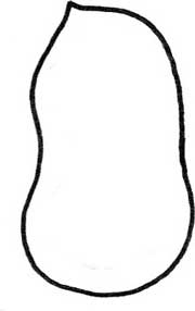 花生简笔画