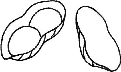 花生简笔画
