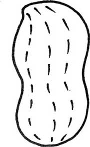 花生简笔画