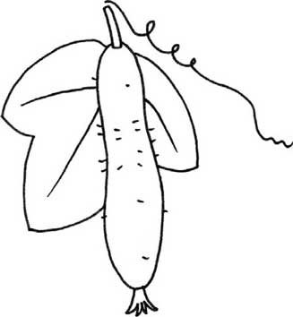 黄瓜简笔画