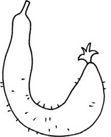 黄瓜简笔画