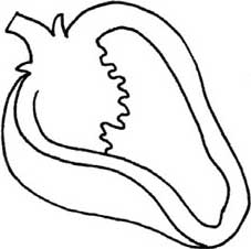 青椒简笔画