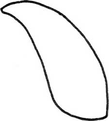 玉米简笔画