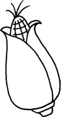 玉米简笔画