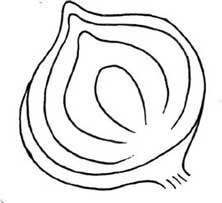 洋葱简笔画