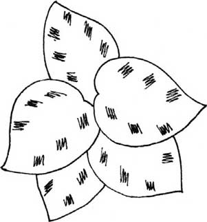 竹芋简笔画