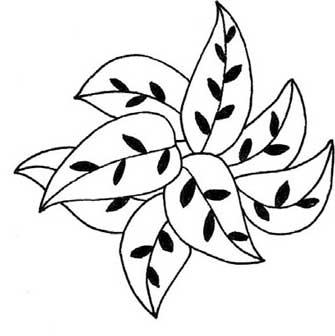 竹芋简笔画