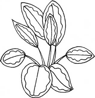 竹芋简笔画