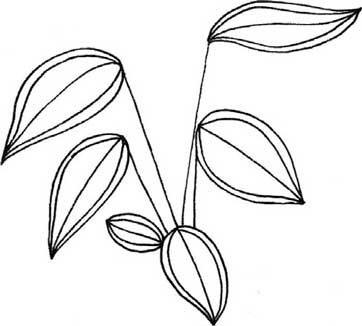 竹芋简笔画