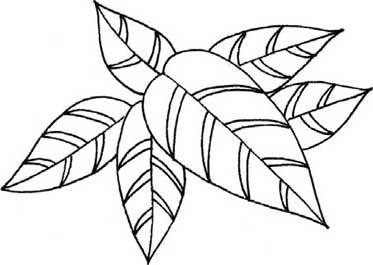 竹芋简笔画