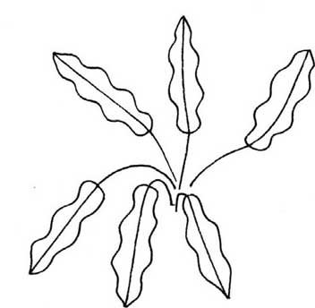 竹芋简笔画