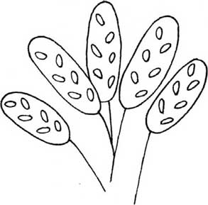 竹芋简笔画