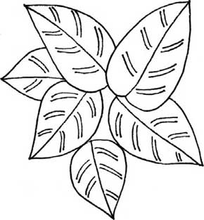 竹芋简笔画
