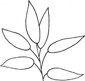 竹芋简笔画