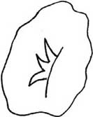 牵牛花简笔画