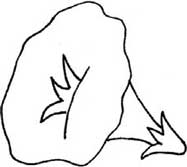 牵牛花简笔画