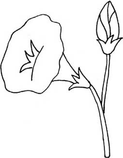 牵牛花简笔画