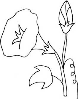 牵牛花简笔画