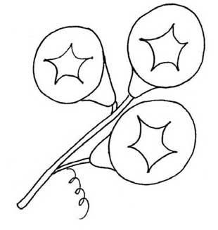 牵牛花简笔画