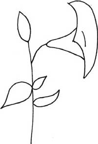 牵牛花简笔画