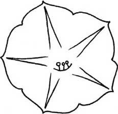 牵牛花简笔画