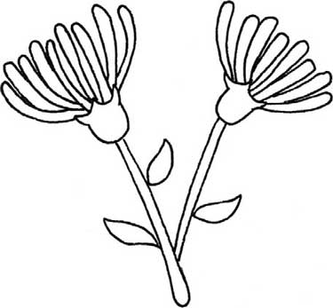 菊花简笔画