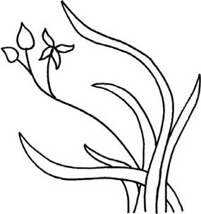 兰花简笔画