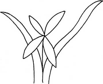 兰花简笔画