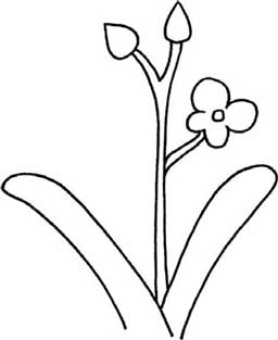 兰花简笔画