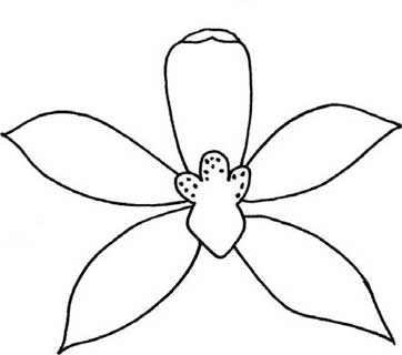 兰花简笔画
