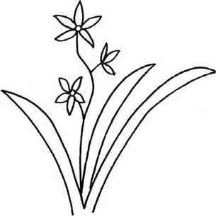 兰花简笔画