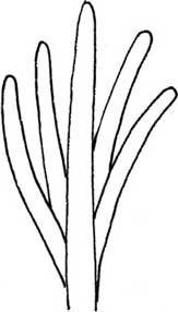 水仙简笔画
