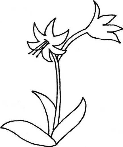 水仙简笔画