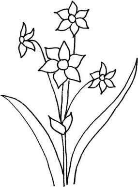水仙简笔画