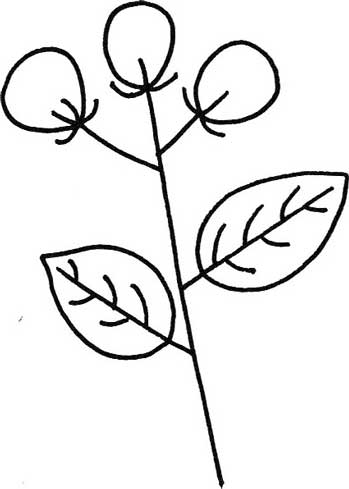 茉莉简笔画