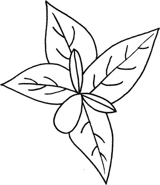 茉莉简笔画