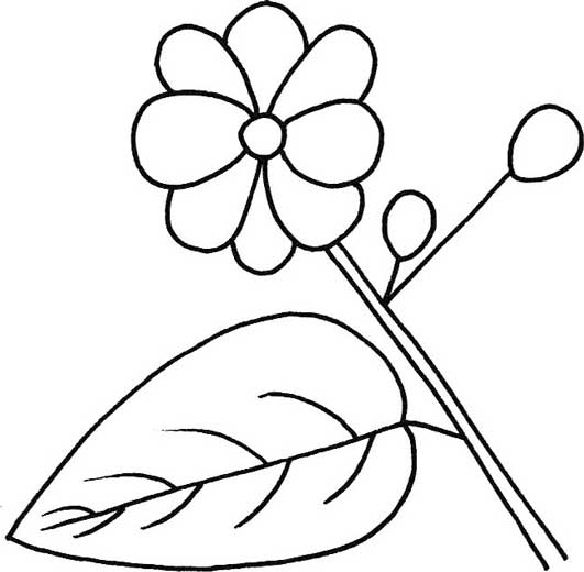 茉莉简笔画