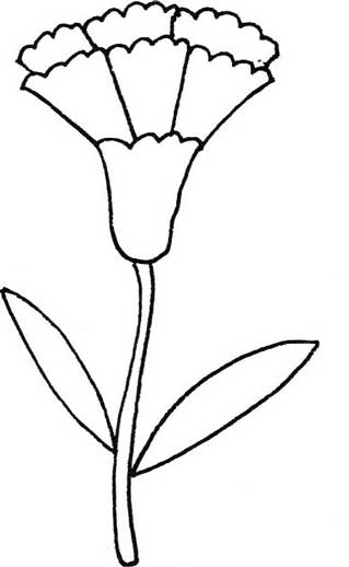康乃馨简笔画