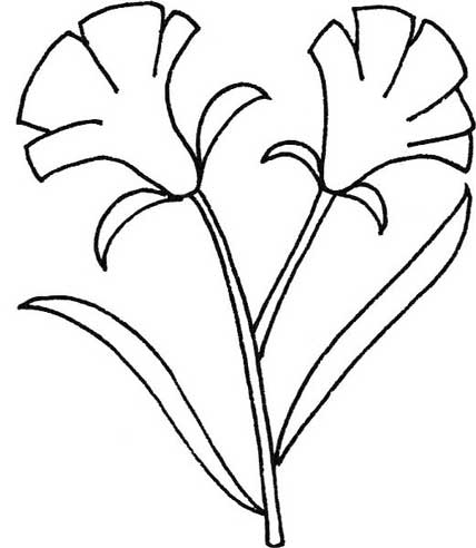 康乃馨简笔画