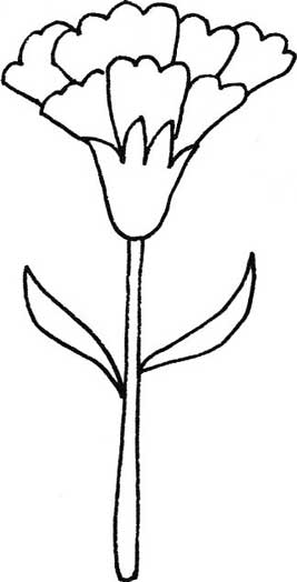 康乃馨简笔画