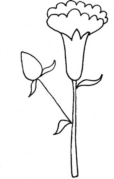 康乃馨简笔画
