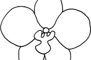 蝴蝶兰简笔画