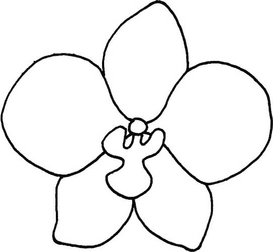 蝴蝶兰简笔画