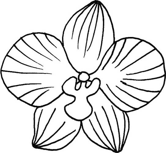 蝴蝶兰简笔画