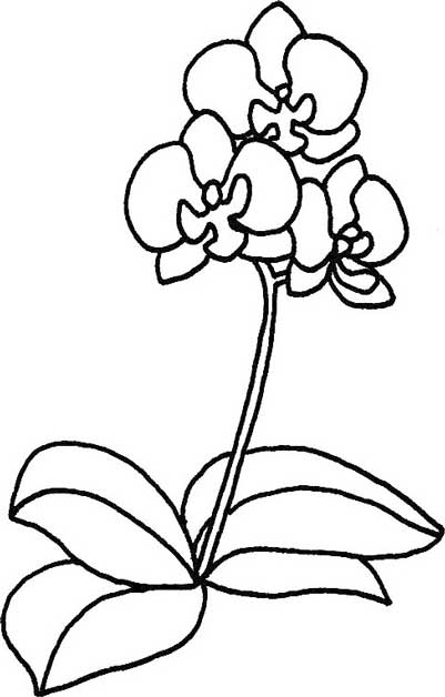 蝴蝶兰简笔画