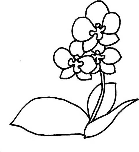 蝴蝶兰简笔画