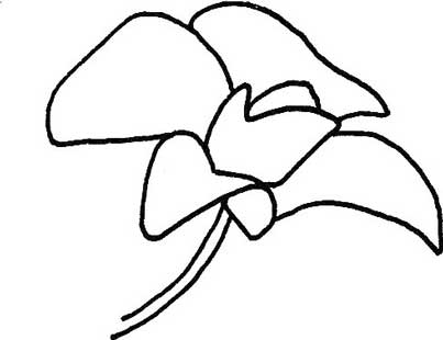 蝴蝶兰简笔画