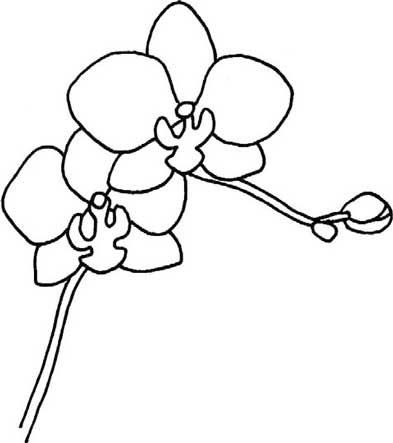 蝴蝶兰简笔画
