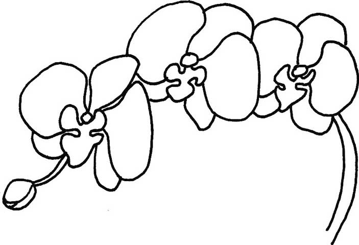 蝴蝶兰简笔画